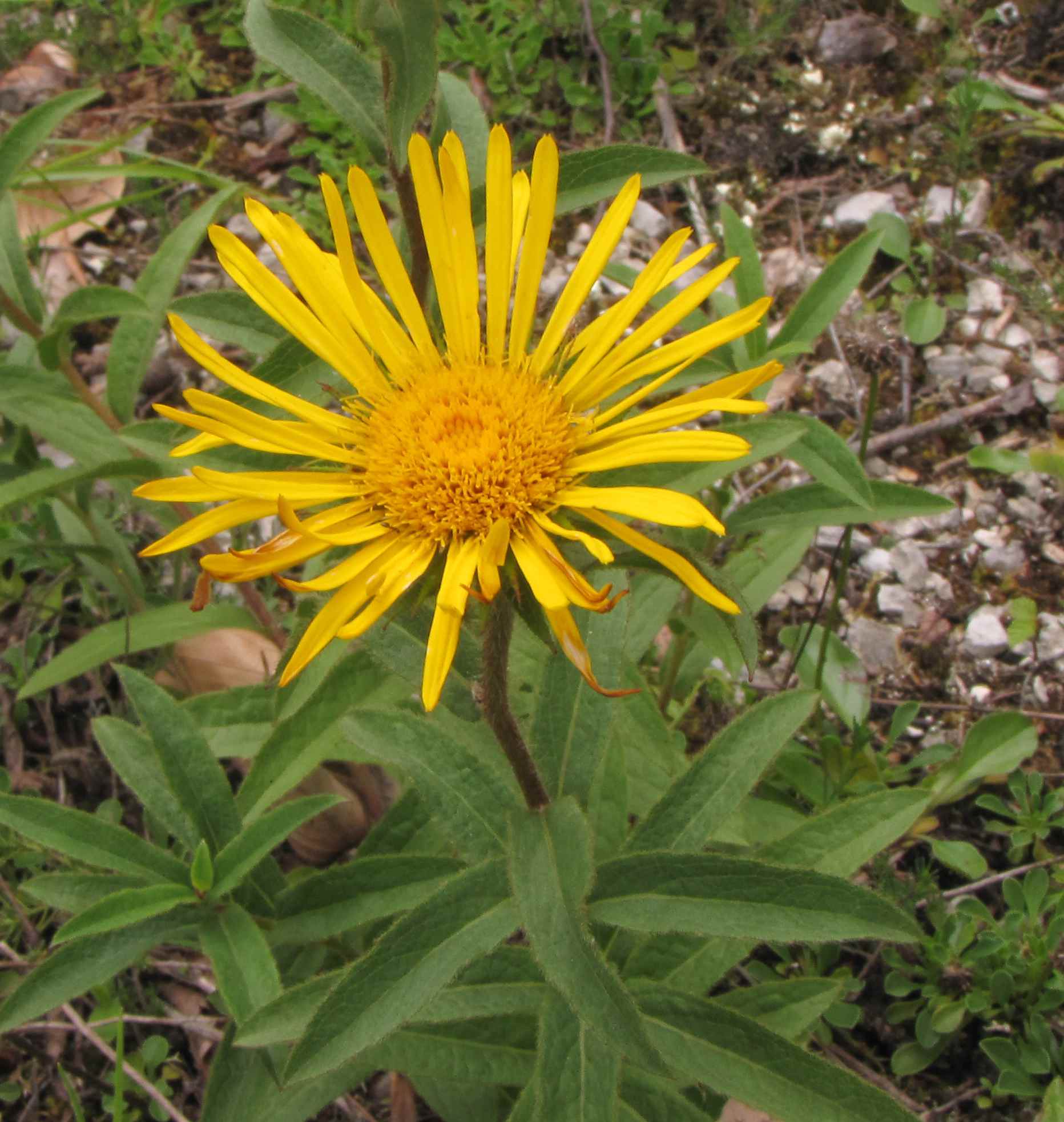 Inula hirta